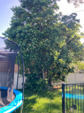 Small Tree Removal
